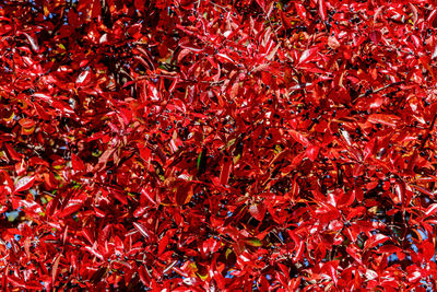 Full frame shot of red maple leaves