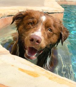 Close-up portrait of a dog