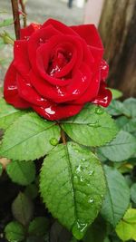 Close-up of red rose