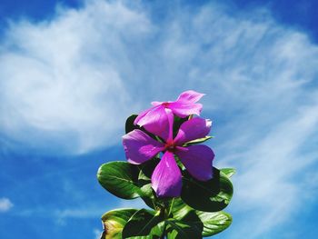 Close-up of pink flowering plant against blue sky