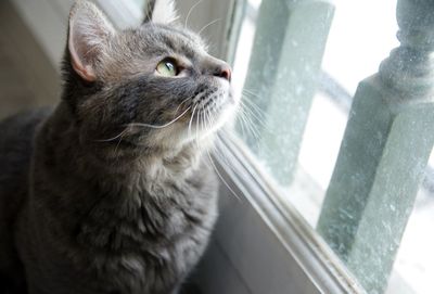Close-up of cat