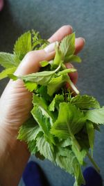 Close-up of cropped hand holding plant