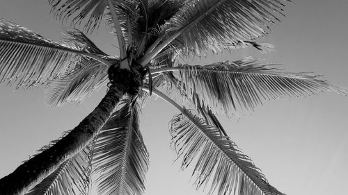 Low angle view of coconut palm tree against sky