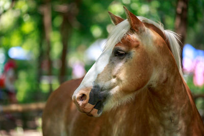 Close-up of pony against trees