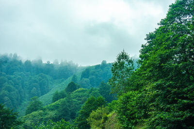 Panoramic view of trees against sky