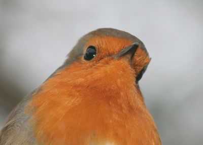 Close-up of bird