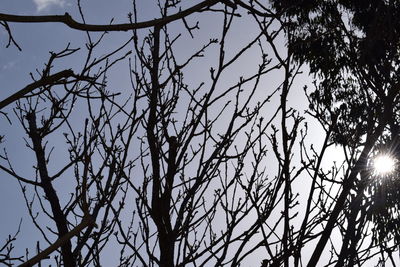 Low angle view of bare tree against sky