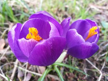 Close-up of purple crocus blooming outdoors