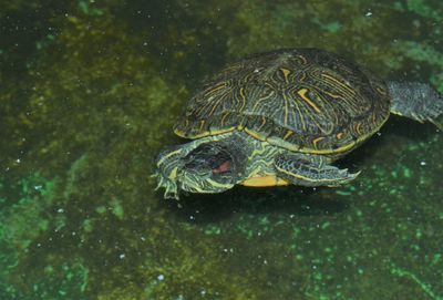 Close-up of turtle in sea