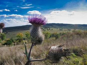 Close-up of thistle on field against sky