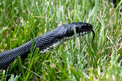 Close-up of snake in the grass