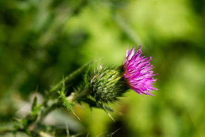 Close-up of purple flower