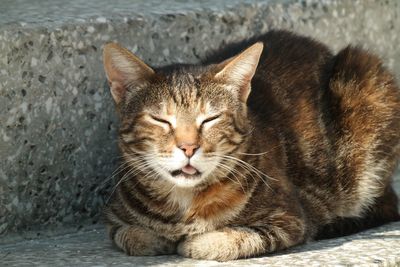 Close-up portrait of a cat