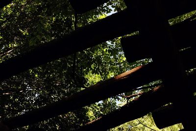 Low angle view of bamboo trees in forest