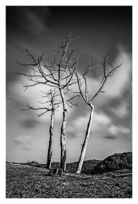 Bare trees on landscape against cloudy sky