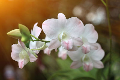 Close-up of pink flowering plant