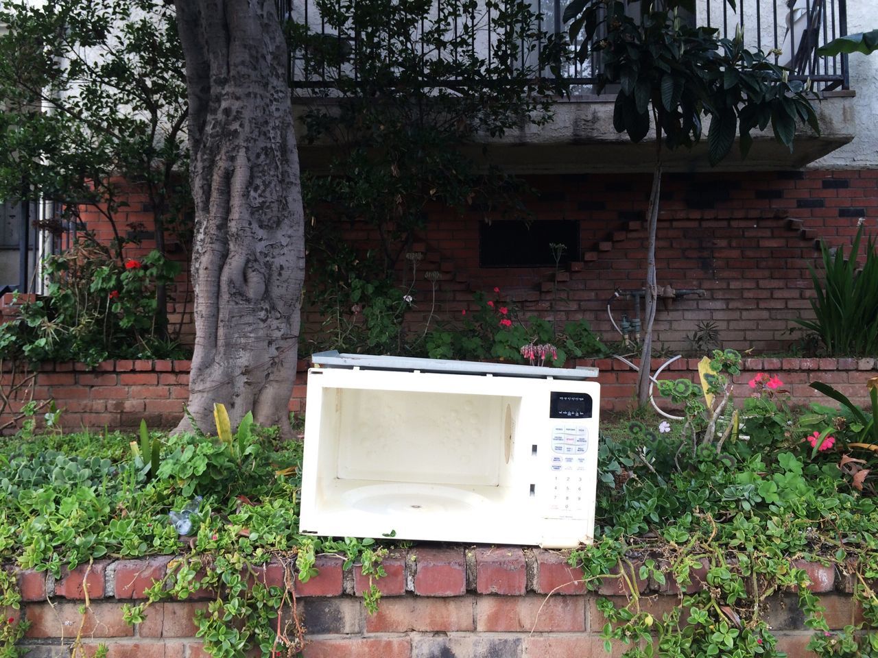 building exterior, built structure, architecture, plant, house, tree, growth, front or back yard, window, abandoned, residential structure, potted plant, day, no people, green color, outdoors, residential building, old, door, building