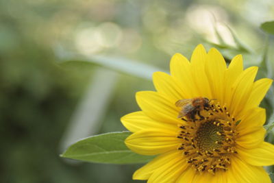 Close-up of bee on yellow flower