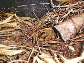 High angle view of frog on field