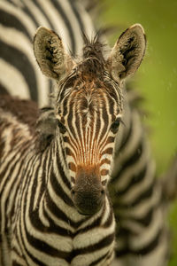 Close-up of plains zebra foal in rain