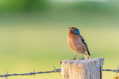 Close-up of bird perching on tree