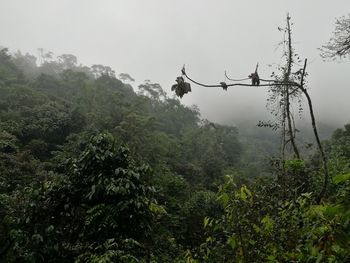 View of plants on land against sky