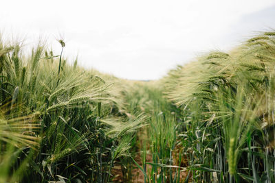 Close-up of wheat growing on field against sky