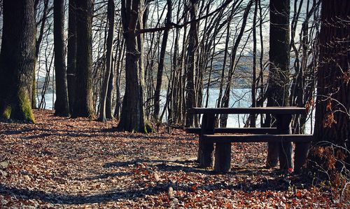 Trees in forest