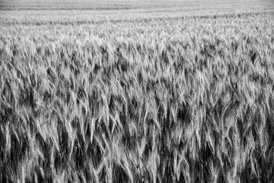 Crops growing on field