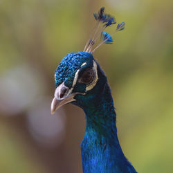 Close-up of a peacock