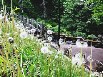 View of flowering plants by trees in forest