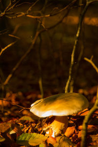 Close-up of mushroom in forest