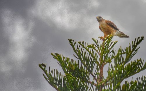 Bird perching on tree against sky