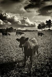 Cow grazing on field against sky