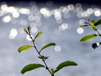 Close-up of plant leaves against sky