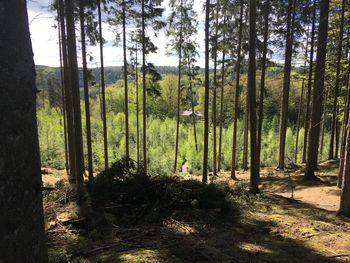 Scenic view of forest