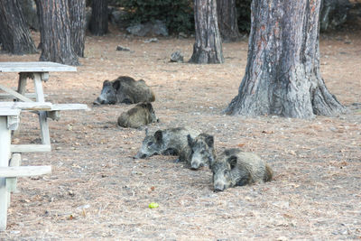 Hogs and trees in forest