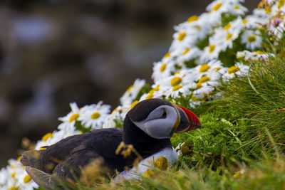 A puffin is sitting in the meadow at látrabjarg a coast of the westfjords in iceland