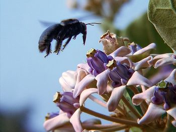 High angle view of housefly on flower