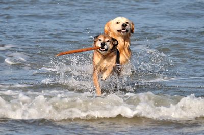 Rear view of golden retriever on beach