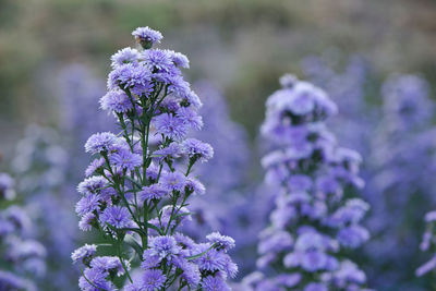 Close-up of purple flowering plant