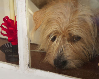 Close-up of dog by window