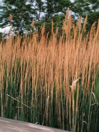 Close-up of crops on field