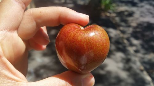 Cropped hand holding fruit