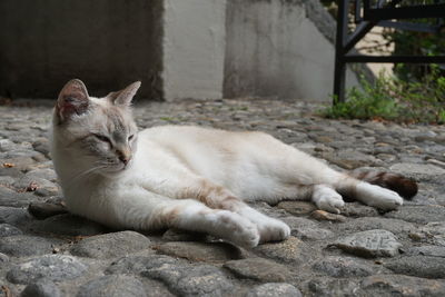 Close-up of a cat sleeping