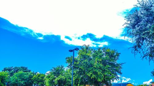 Low angle view of trees against clear blue sky