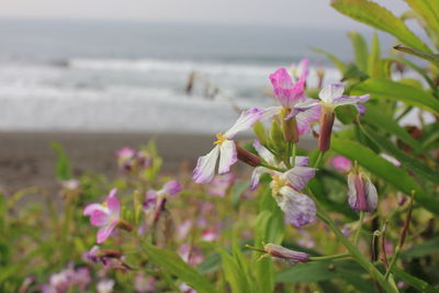 Close-up of flowers