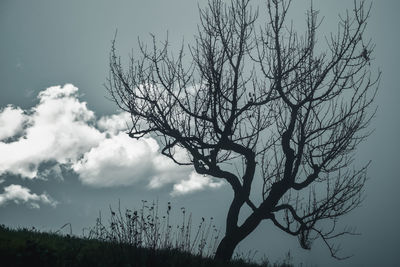 Low angle view of bare tree against sky