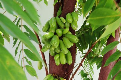 Close-up of fruits growing on tree