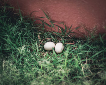 Close-up of hand holding ball on grass